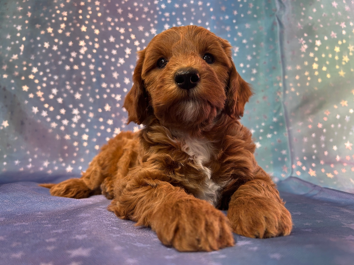 Female Bichon Poodle Puppy for Sale DOB 8-28-2025 $950